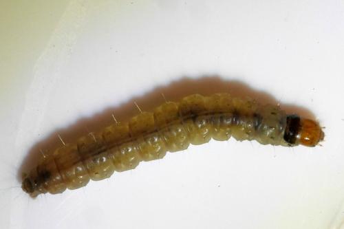 Réf. 273 955 : Ditula angustiorana